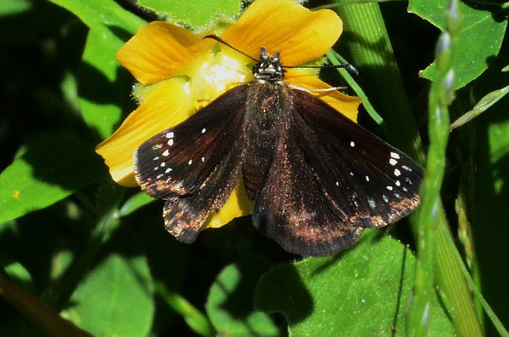 051 2012-08297769 West Millbury, MA.JPG - Common Sootywing (Pholisora catullus). Pearson's Elmhurst Dairy Farm, West Millbury, MA, 8-29-2012